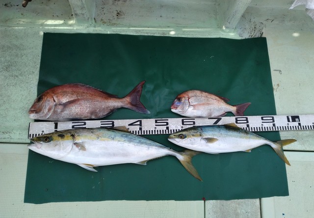 マダイ・チダイ・ハマチ(ブリ)・メジロ(ブリ)