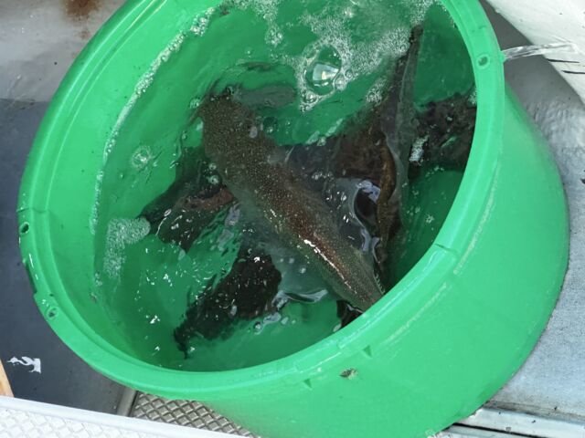 ヤリイカ・スルメイカ