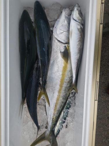 イナダ(ブリ)・ヒラマサ