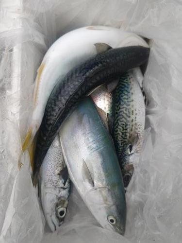 イナダ(ブリ)・ヒラマサ・サバ(ゴマサバ)