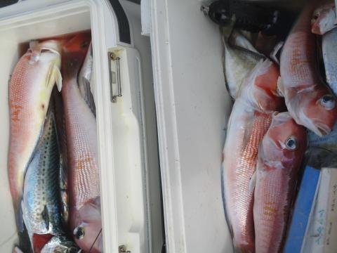 カイワリ・アマダイ(アカアマダイ)・サバ(ゴマサバ)