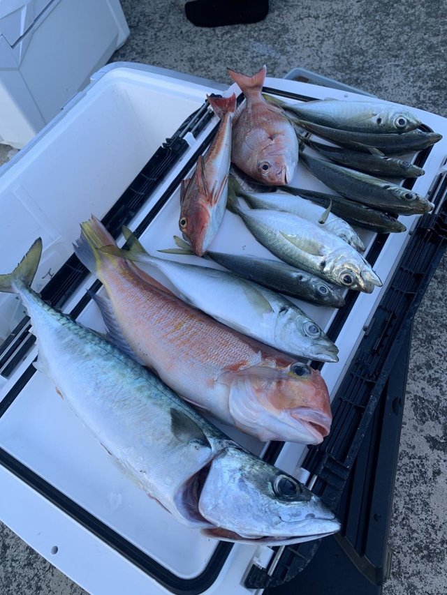 アジ(マアジ)・アマダイ(アカアマダイ)・サバ(マサバ)