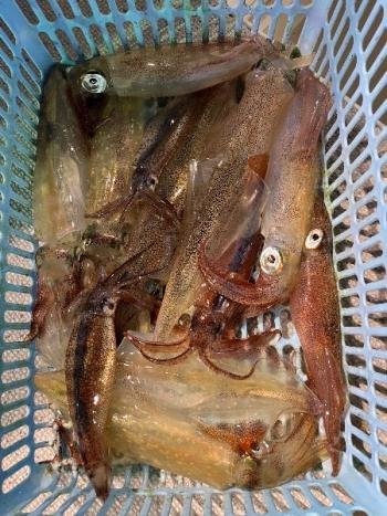 マイカ(ケンサキイカ)