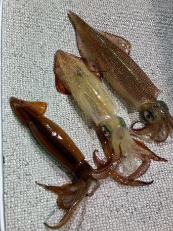 ムギイカ(スルメイカ)・マイカ(ケンサキイカ)