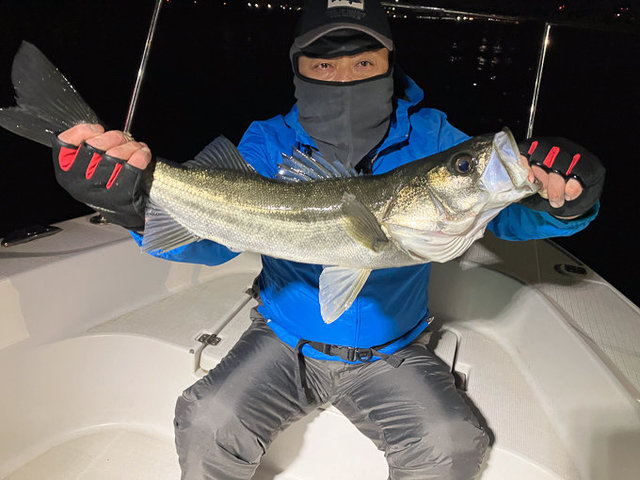 シーバス(スズキ)