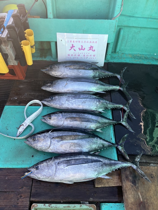 ビンチョウマグロ(ビンナガ)