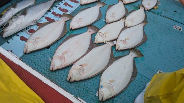 ワラサ(ブリ)・ヒラメ