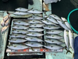 マダイ・ハマチ(ブリ)