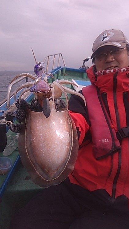 モンゴウイカ(カミナリイカ)