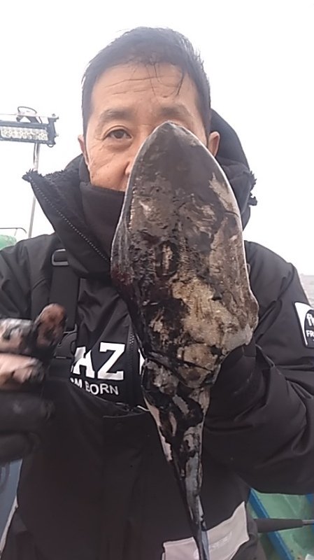 モンゴウイカ(カミナリイカ)