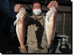 アマダイ(アカアマダイ)