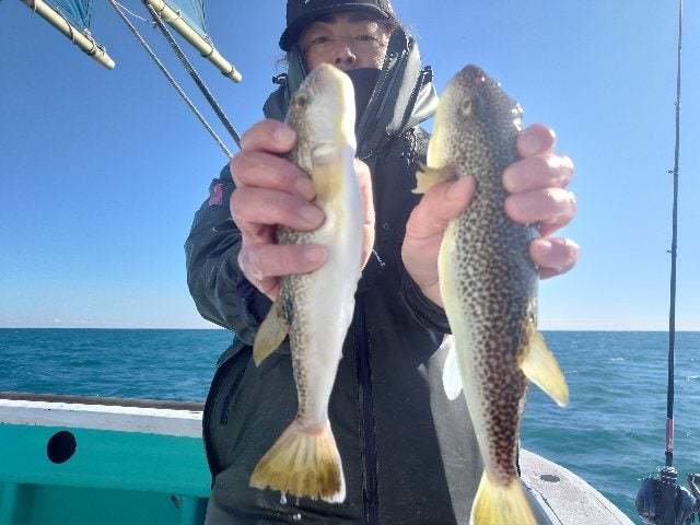 ショウサイフグ