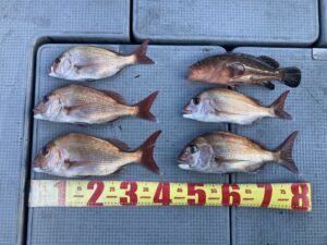 マダイ・キジハタ