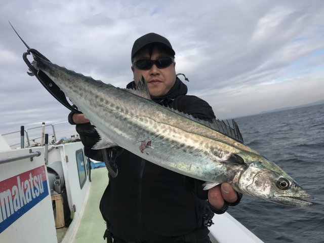 サゴシ(サワラ)