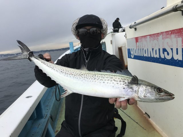 サゴシ(サワラ)