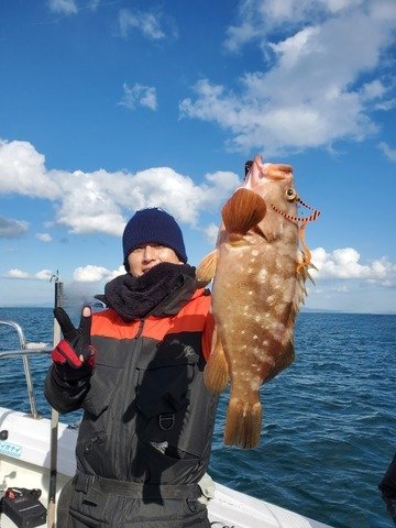 アコウ(キジハタ)