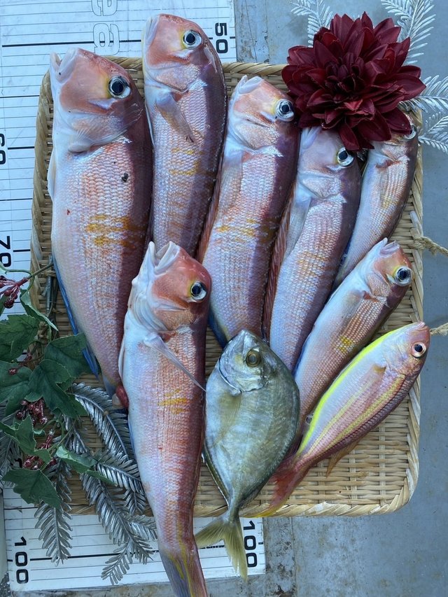 カイワリ・アマダイ(アカアマダイ)・イトヨリ(イトヨリダイ)