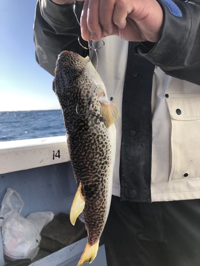 ショウサイフグ