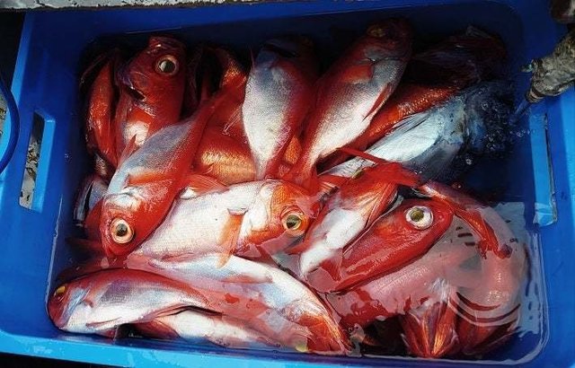 キンメ(キンメダイ)