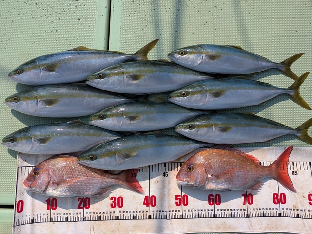 タイ(マダイ)・ハマチ(ブリ)