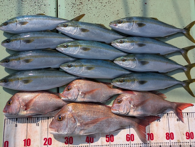 タイ(マダイ)・ハマチ(ブリ)