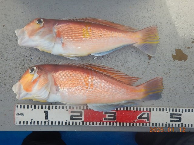 アマダイ(アカアマダイ)