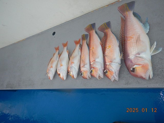 アマダイ(アカアマダイ)