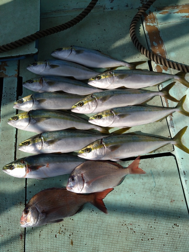 タイ(マダイ)・ハマチ(ブリ)