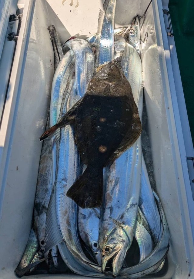 タチウオ・ヒラメ