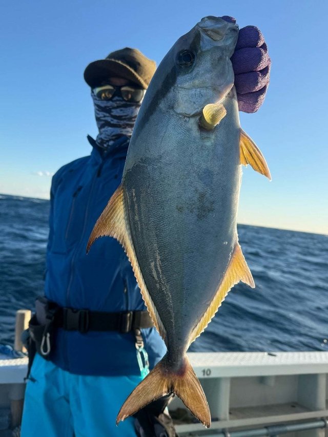 ヒレナガカンパチ