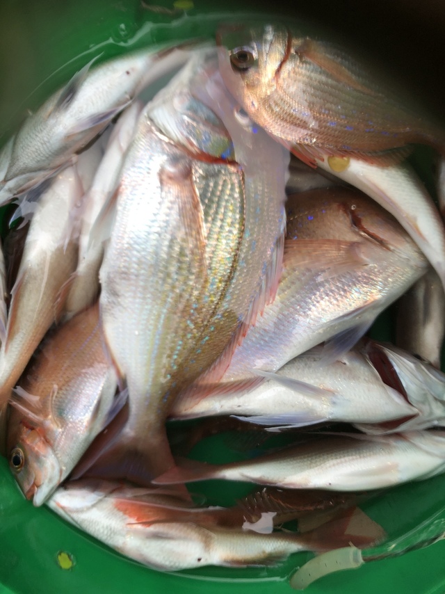 ハナダイ(チダイ)