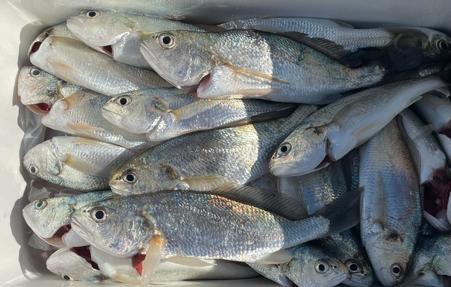 イシモチ(シログチ)