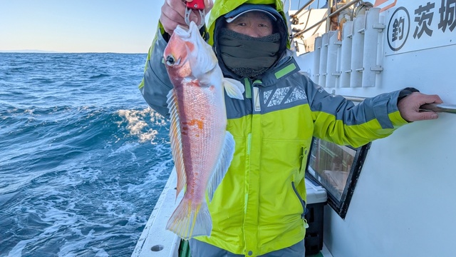 アマダイ(アカアマダイ)