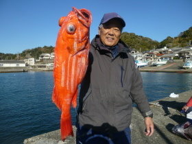 ベニアコウ(オオサガ)