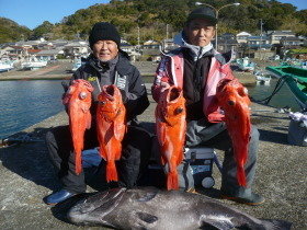 ベニアコウ(オオサガ)