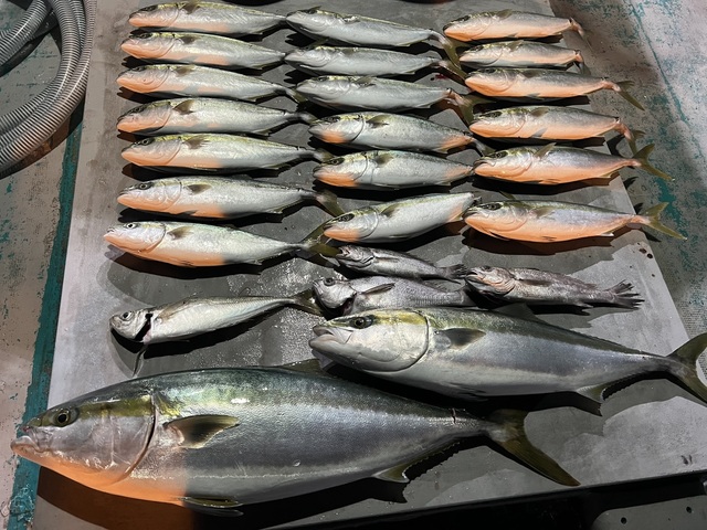 アジ(マアジ)・ブリ・ハマチ(ブリ)・クログチ