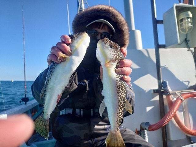 ショウサイフグ