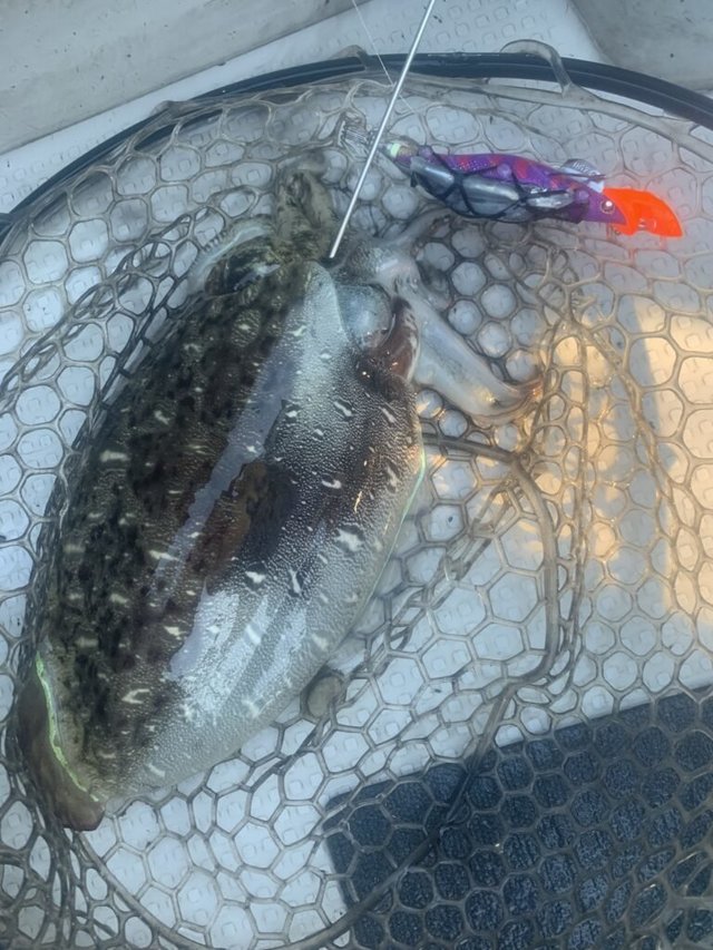 モンゴウ(カミナリイカ)