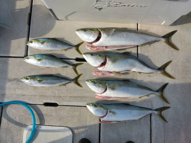 ブリ・ハマチ(ブリ)・メジロ(ブリ)