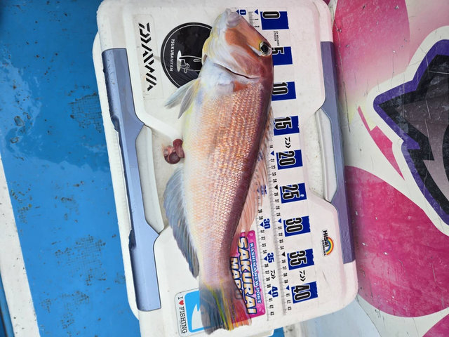 アマダイ(アカアマダイ)