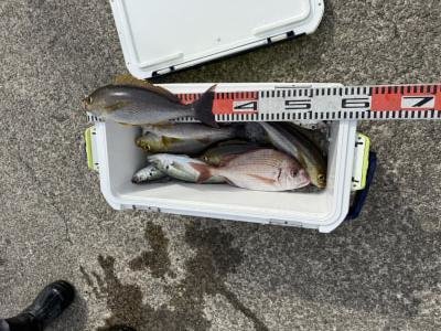 マダイ・マアジ・イサギ(イサキ)