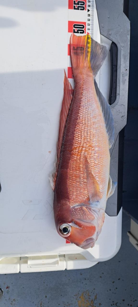 アマダイ(アカアマダイ)