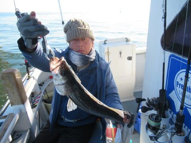 シーバス(スズキ)