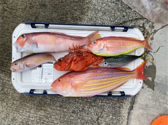 アマダイ(アカアマダイ)・イトヨリ(イトヨリダイ)