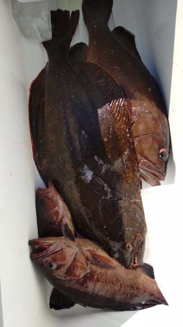 マハタ・ヒラメ