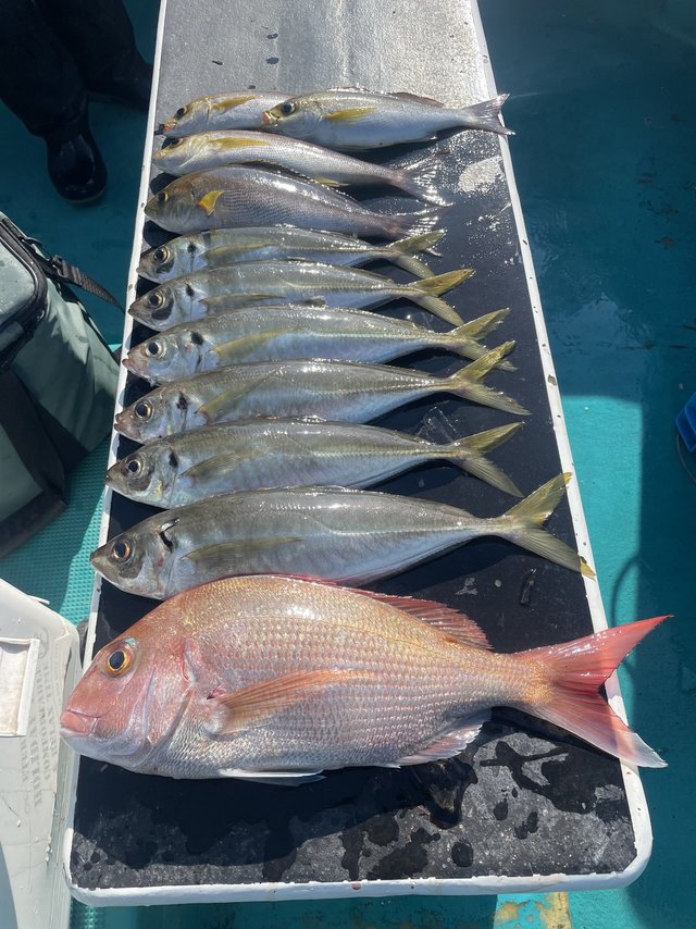 マダイ・マアジ