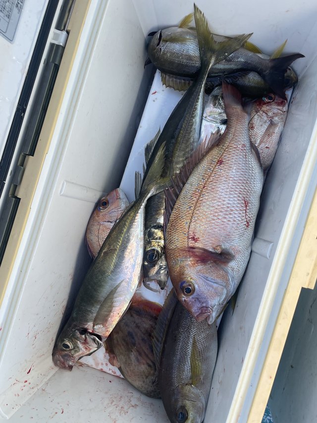 マダイ・マアジ