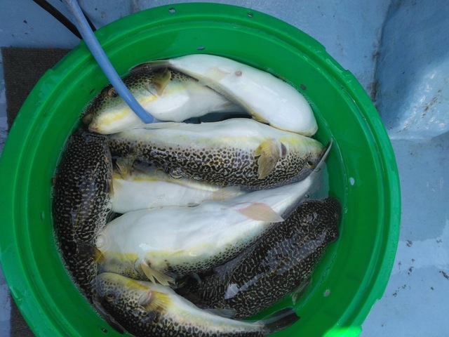 ショウサイフグ