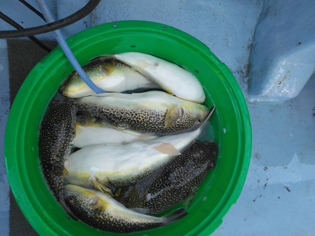 ショウサイフグ