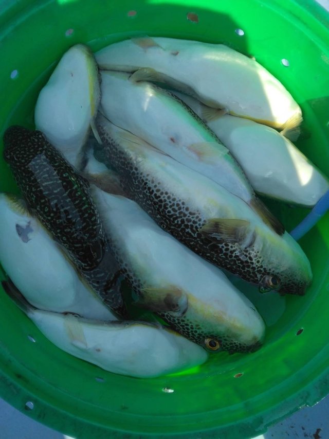 ショウサイフグ